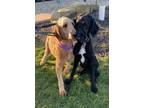 Adopt LARRY AND LOKI a Standard Poodle, Golden Retriever