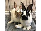 Adopt Baby and Cinnabun a Bunny Rabbit