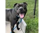 Adopt Jedidiah a Pit Bull Terrier