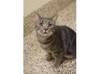 Adopt Golem 37523 a Domestic Short Hair