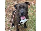 Adopt Westly a Mixed Breed