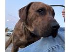 Adopt Doc a Labrador Retriever