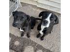 Adopt Louis and Clark a Black Labrador Retriever, Pit Bull Terrier