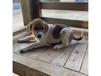 Adopt Smalls a Mixed Breed, Anatolian Shepherd