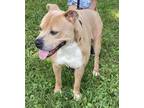 Adopt Scooby Doo a American Staffordshire Terrier