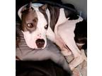 Adopt Zeus - EXT NC a Pit Bull Terrier