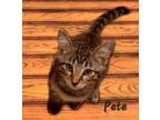 Adopt Pete #mr-ordinary a Tabby