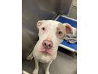 Adopt CARTER a Pit Bull Terrier, Mixed Breed