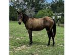 2023 AQHA buckskin filly