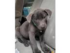 Adopt MR. GREEN a Labrador Retriever