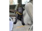 Adopt MR. YELLOW a Labrador Retriever