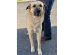 Adopt KODA a German Shepherd Dog