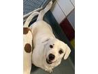 Adopt Ernie a Cattle Dog, Retriever