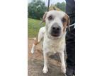 Adopt Bane a Pit Bull Terrier, Great Pyrenees