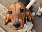 Adopt Junior a Basset Hound