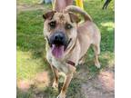 Adopt Bliss a Shar-Pei