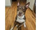 Adopt Monty a Pit Bull Terrier, Husky