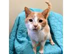 Adopt Simon a Domestic Short Hair