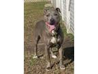 Adopt 2402-0606 Silver a Pit Bull Terrier