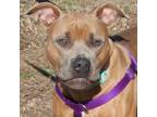 Adopt Rhinestone Cowboy in Gloucester VA a Pit Bull Terrier