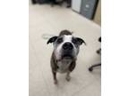 Adopt Cadillac a Pit Bull Terrier