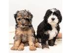 F1b Mini Bernedoodle