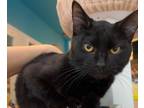 Adopt Sparrow a Domestic Short Hair