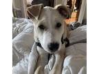 Adopt King - K Litter - AVAILABLE a Pit Bull Terrier, Shepherd