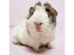 Adopt Tom a Guinea Pig