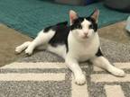 Adopt Henry a Domestic Short Hair