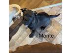 Adopt Monte a Labrador Retriever