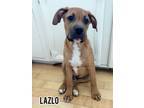 Adopt Lazlo a Boxer, Labrador Retriever