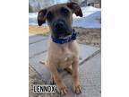 Adopt Lennox a Boxer, Labrador Retriever