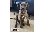 Adopt Loxley a Boxer, Labrador Retriever