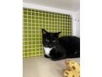 Adopt Sylvester a Domestic Short Hair