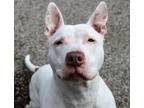 Adopt Swayzee Express (In Foster) a American Staffordshire Terrier, Bull Terrier