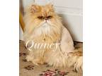 Adopt Quincy & Rugby a Persian