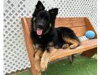 Adopt Quincy a German Shepherd Dog