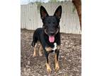 Adopt Wyatt a German Shepherd Dog