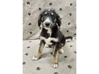Adopt Ivan a Bernese Mountain Dog, Standard Poodle