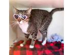 Adopt Spunky a Domestic Short Hair