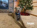 Adopt Jasper a Terrier