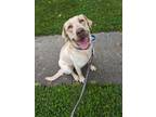 Adopt Alonso a Labrador Retriever