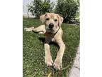 Adopt Ralphie a Labrador Retriever, Terrier