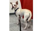 Adopt Bugsy a Jack Russell Terrier
