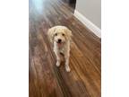 Adopt William a Maltipoo