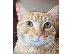 Adopt Tango a Domestic Short Hair, Tabby