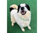 Adopt Pistachio a Spaniel, Border Collie