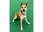 Adopt Axel a German Shepherd Dog, Mixed Breed