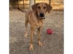 Adopt HUCK (fka FINN) a Redbone Coonhound